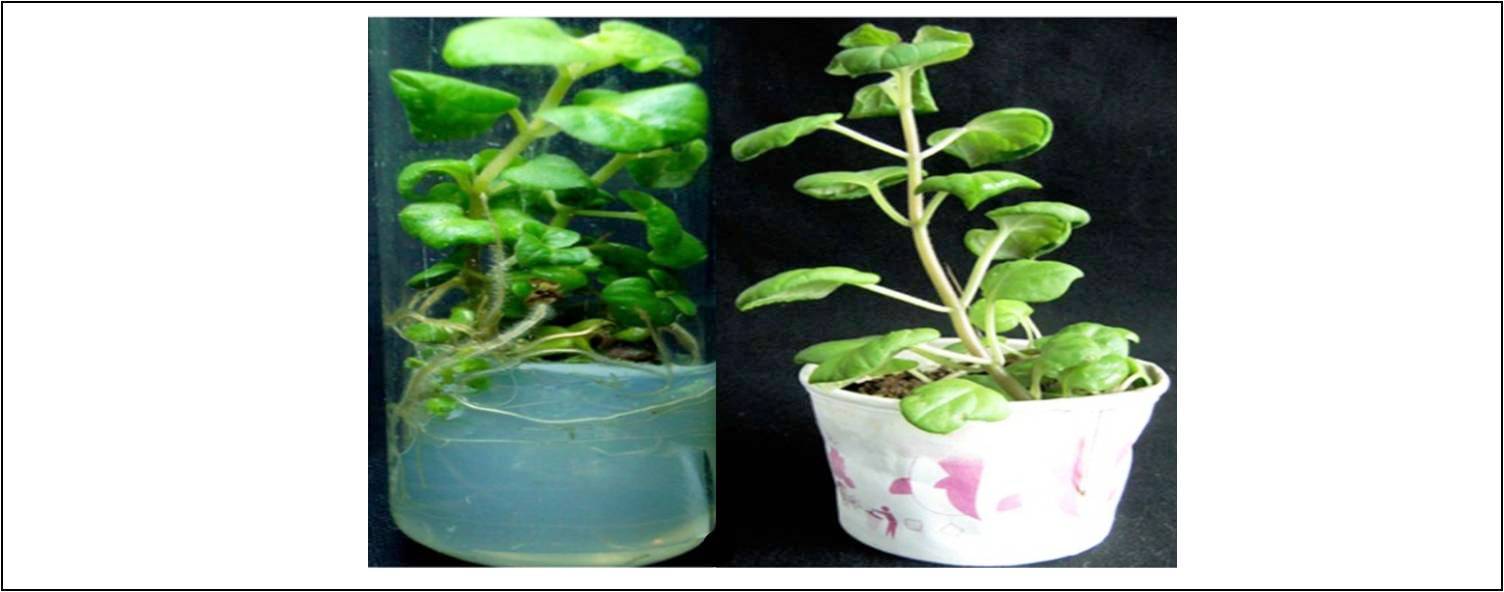 In vitro callus induction and plantlets regeneration from leaf explants of Plectranthus barbatus Andrews - a valuable medicinal plant
