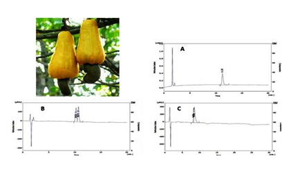 Novel Cycloaliphatic Cashew Nut Shell Liquid Derivatives and their use as Isocyanate Protective Groups
