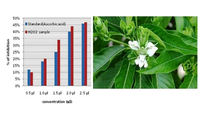 Preliminary Phytochemical Analysis and its Antimicrobial and Antioxidant Activitiy of Leaf Extract   of Justicia Adhatoda