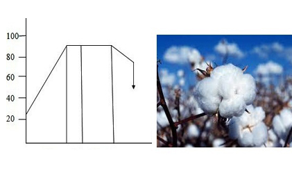 Chemical Modification Treatments on Extra-Long  Egyptian Cotton Fiber