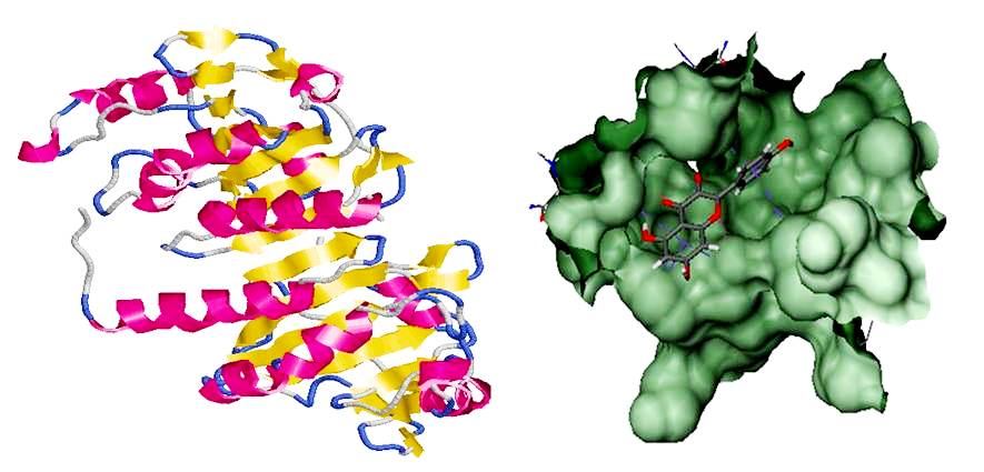 Molecular Docking Studies of Biofilm Inhibitors Against Multidrug Resistant Pseudomonas Aeruginosa 