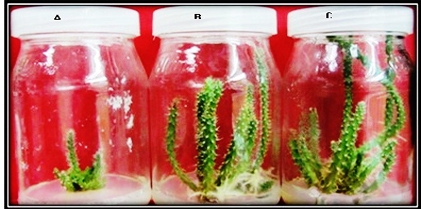 Anticancer Activity of the in Vitro-Derived Extract of Cactus  (Opuntia ficus-indica L. Mill) Treated with  Selenium Nanoparticles
