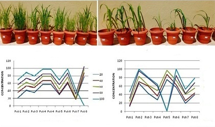 Efficacy of Coconut water, Vermiwash and Neem Extract on Plant Growth and Rhizosphere Bacterial Enhancers  Towards Soil Sustainability