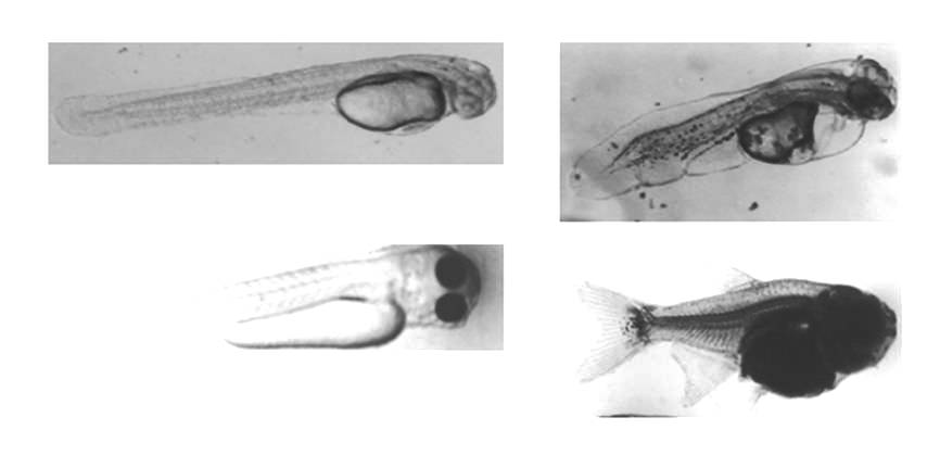 Heterologous induction of allo-tetraploidy and early embryonic development in Buenos Aires Tetra, Hyphessobrycon Anisitsi (Eigenmann, 1902)