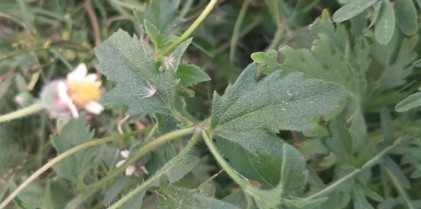 Formulation and Evaluation of Tridax Procumbens Herbal Gel to Treat Periodontitis on Animal Model