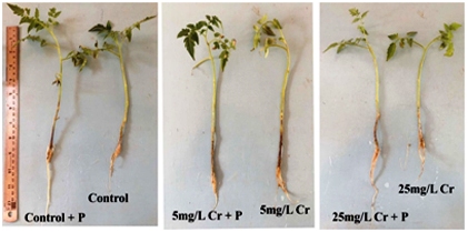  Phosphorus Supplementation Alleviates Chromium Induced Toxicity in Solanum lycopersicum Plants by Antioxidant Defense System