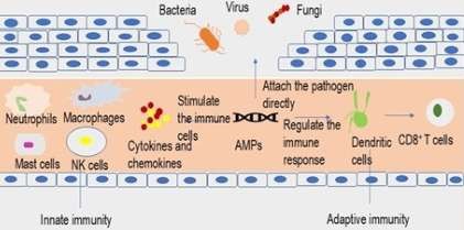 Therapeutic Potential of Antimicrobial Peptides Against Dental Pathogens: A Review