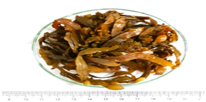  Unveiling the Bioactive Potential of Sargassum wightii Greville: An Integrated Pharmacognostic and Phytochemical Study 