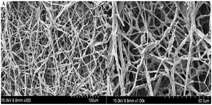 Sustainable Mycelium-Based Leather: Conversion of Bread Waste into Fungal Biomaterial Using Vegetable Tannins