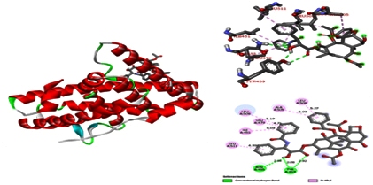 Screening and Validation of Bacopa monnieri Phytocompounds Against Breast Cancer Proteins Using Molecular Modeling Approach