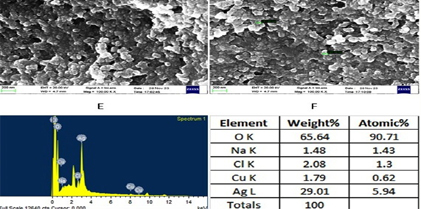 Green Nanoparticles from Solanum nigrum: Proteomic Analysis of Their Effects on Human Gastric Cancer Cells