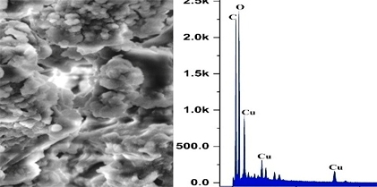  Green Synthesis and Characterization of Copper Oxide Nanoparticles using Cassia auriculata and their Antioxidant and Antibacterial Properties