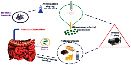 Harnessing Nature: Biopolymer-Based Strategies for Probiotic Encapsulation: An overview