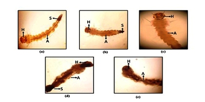 Innovative use of Fermented Mosambi Peel Liquid as a Sustainable Larvicide against Culex quinquefasciatus and Growth Promoter for Flora and Fauna