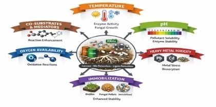 Mycoremediation and the Fungal Enzymatic Arsenal for Detoxification of Heavy Metals, Organic Pollutants and Emerging Contaminants: A Recent Perspective