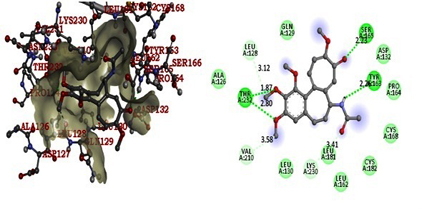 Exploration and Validation of Thrombolytic Phytocompounds from Curcuma amada Roxb through In Vitro and        In Silico Approaches
