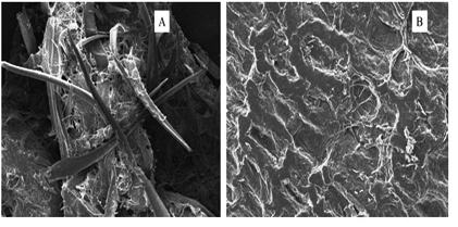 Bioethanol Production-Optimization of Consolidated Bioprocessing by Fungi and Yeast and its  Biomedical Applications
