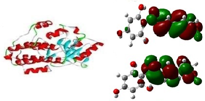 Screening and Validation of Chalcone and Chalcone Derivatives against Lung Cancer Target Protein Anaplastic Lymphoma Kinase (ALK) Using Molecular Modeling Approach