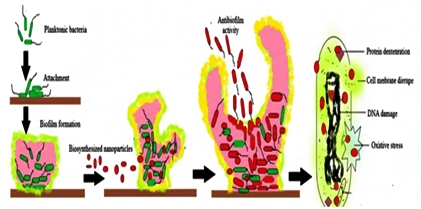 Targeting Bacterial Biofilms: A Nanotechnological Perspective