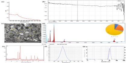 Syzygium caryophyllatum Leaf Extract as a Biogenic Agent for Zinc Oxide Nanoparticles: Synthesis, Characterization and Bioactivity Assessment