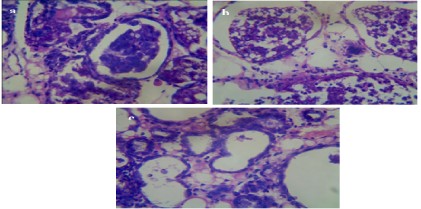 Sustainable Immunobiotics: Characterization and Therapeutic Efficacy of Anti-E. coli IgY for Bovine Mastitis Management