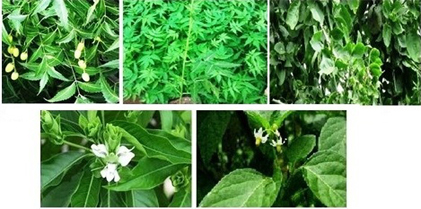 Larvicidal Activity of Medicinal Plant Extracts against Dengue Vector Aedes aegypti