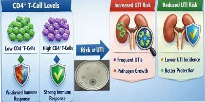 Peripheral CD4⁺ T-Cell Levels as a Predictor of Urinary Tract Infection Susceptibility in Naga Tribal Populations of Nagaland, India