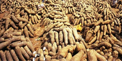Evaluation of the Effect of Pre-Harvest Treatment on the Yield and Storability of Yam Tubers